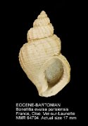 EOCENE-BARTONIAN Bonellitia evulsa parisiensis